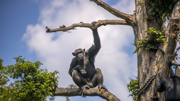 Schimpansen im Aussengehege des „Pongoland“ im Leipziger Zoo