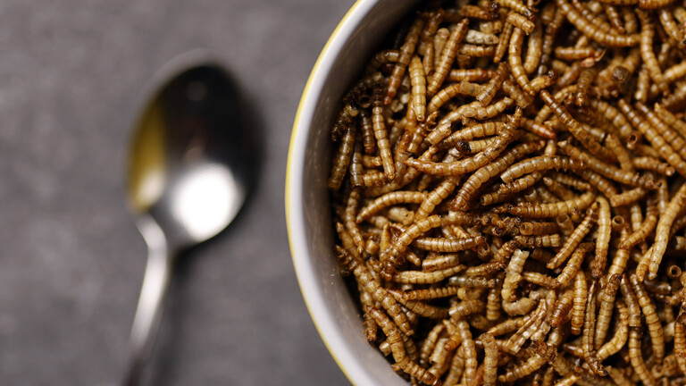 Ein Teller ist gefüllt mit Mehlwürmern. Die Insekten sind in der EU als Lebensmittel zugelassen. Daneben liegt ein Löffel.