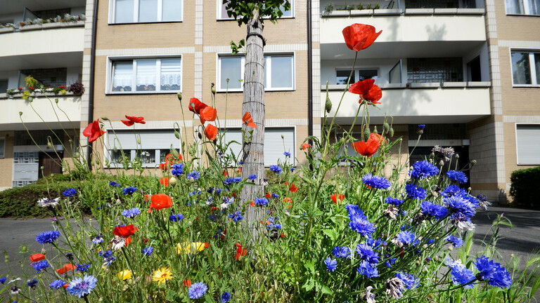 Rund um einen Baum in Duisburg blühen bunte Blumen. Solch ein Blumenbeet, auch als Baumscheibe bekannt, hilft Bäumen.