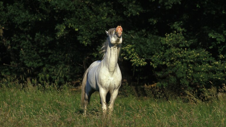 Camargue-Pferd, erwachsener Flehming