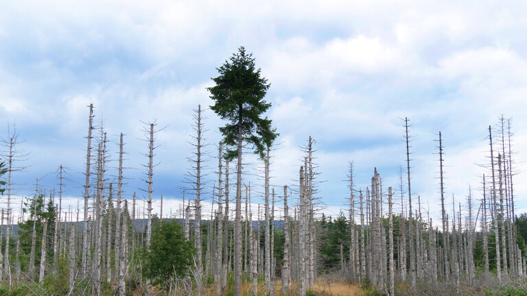 Im Harz stehen kranke Nadelbäume nebeneinander, ein Nadelbaum hat noch eine grüne Spitze.