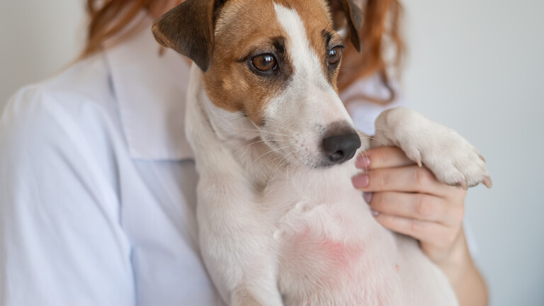 Ein Hund zeigt eine allergische Reaktion an der Bauchhaut