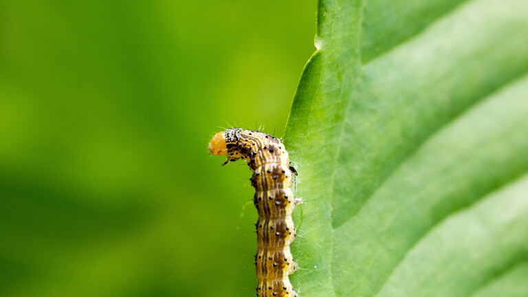 Eine Raupe der Baumwolleule (Helicoverpa armigera).