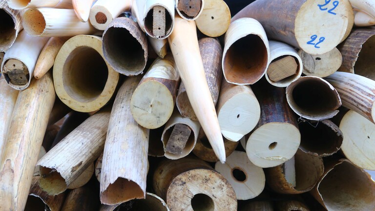 Beschlagnahmte Elfenbeinobjekte 2014 in Brüssel