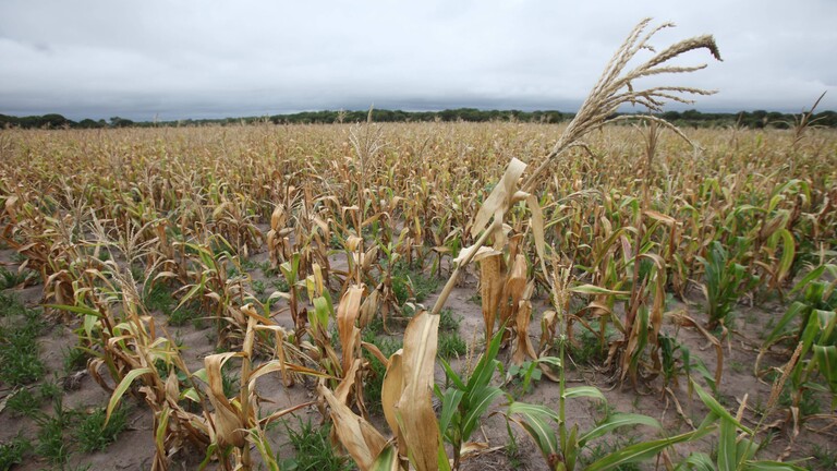 Dürre in Simbabwe: Ein Maisfeld ist in Folge von El-Niño total vertrocknet.