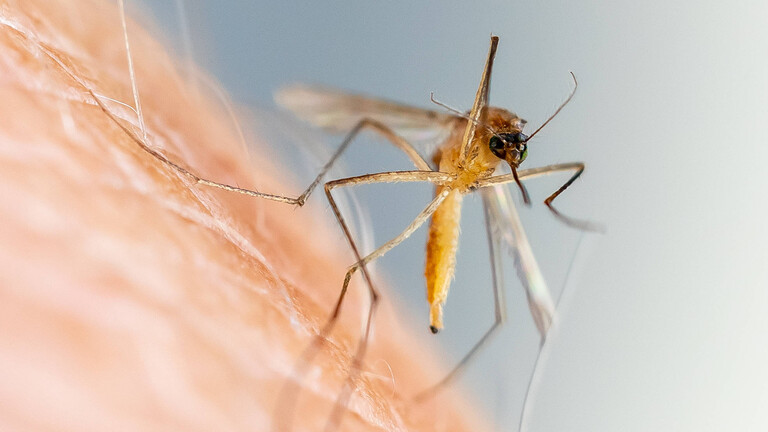 Stechmücke (Culicida)