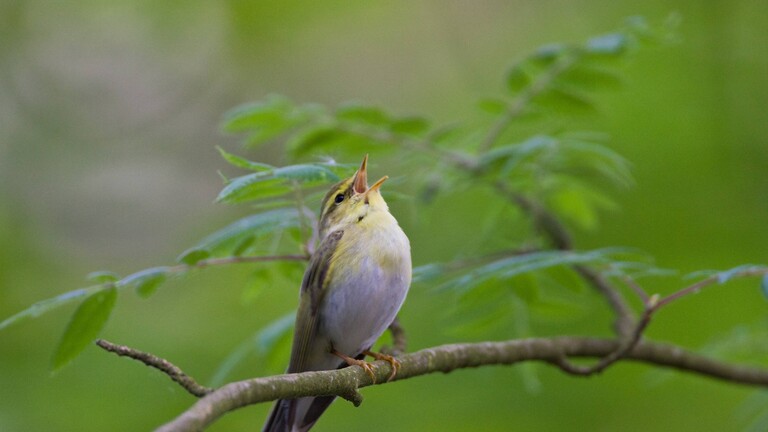 Vogel zwitschert, Phylloscopus sibilatrix