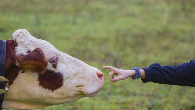 Eine Frau streichelt eine Holstein Friesen Kuh