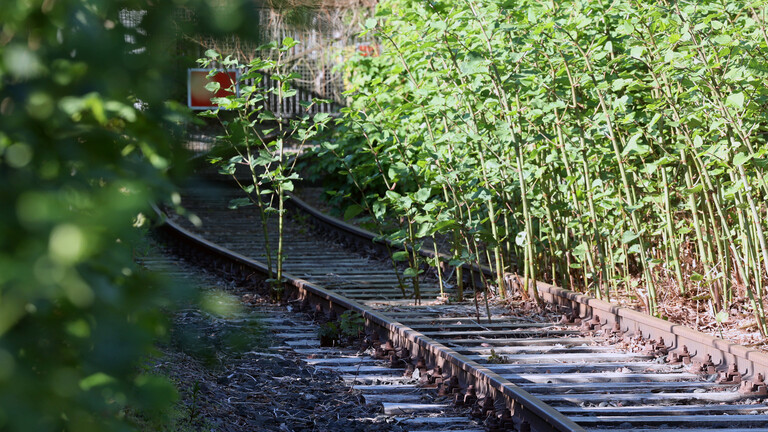 Symbolfoto zum Thema Bahn, Investitionsstau. Stillgelegte Bahngleise in Siegen.