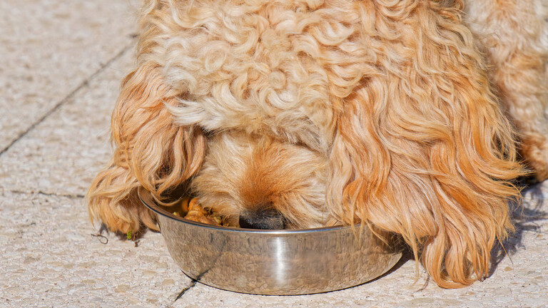 Ein glücklicher Welpe an seinem Futternapf.