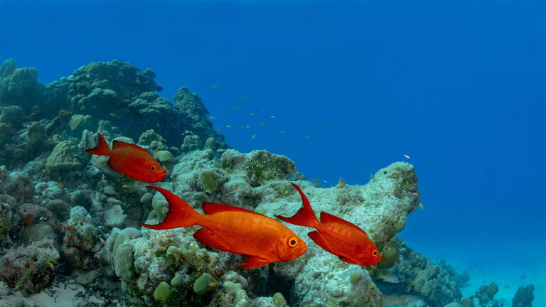 Rote Fische an einem Korallenriff auf den Malediven.