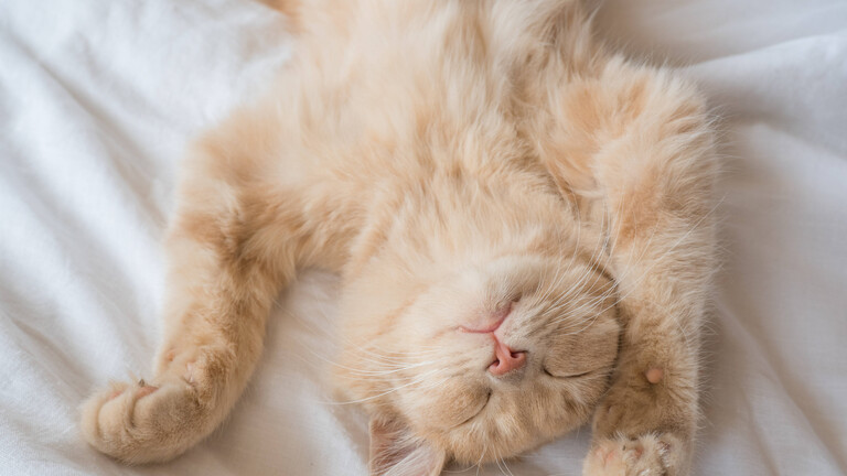 Foto einer rot-getigerten, flauschigen, jungen Hauskatze, die mit geschlossenen Augen auf einer weißen Decke auf dem Rücken liegt und offenbar schläft