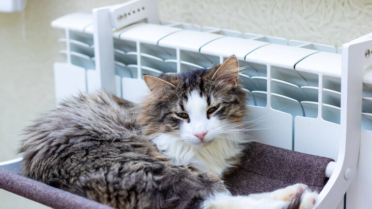 Eine Katze liegt neben einer Heizung auf einer Ablage. Sie macht es sich auf einer Decke neben der Heizung auf einer Ablage bequem.