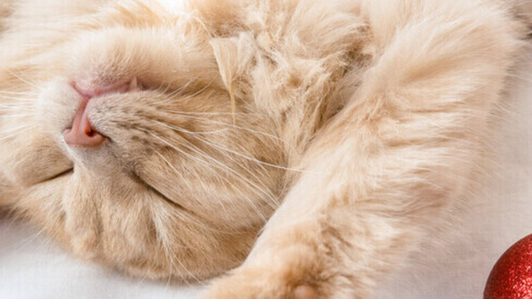 Ein schlafende Katze umgeben von Weihnachtskugeln