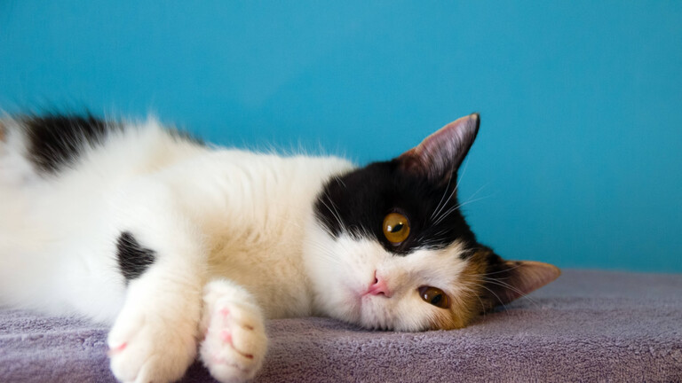 Foto einer schildpattfarbenen Katze, die sich auf einer lilafarbenen Decke ausruht