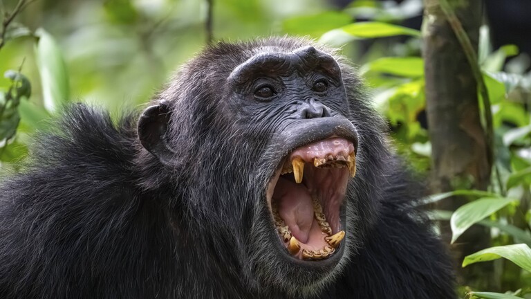 Foto eines  erwachsenen Schimpansen-Männchens (Pan Troglodytes), dass die Zähne fletscht (Kibale Nationalpark, Uganda)