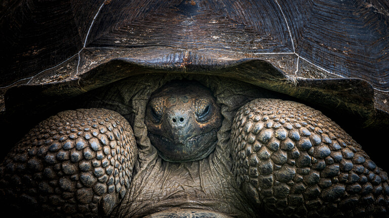 Nahaufnahme einer Riesenschildkröte