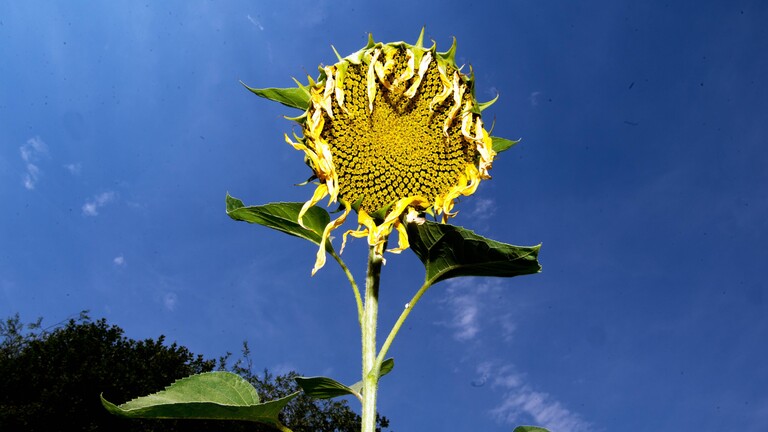 Sonnenblumen können der Hitze nicht stand halten und verwelken durch den Hitzesommer. Filderstadt bei Stuttgart Baden-Württemberg