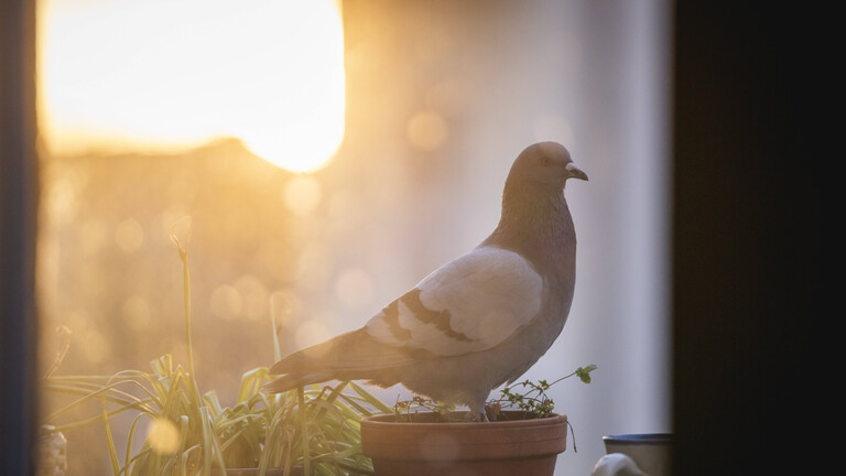 Sonnenaufgang: Eine Taube sitzt in einem Blumentop auf einem Berliner Balkon
