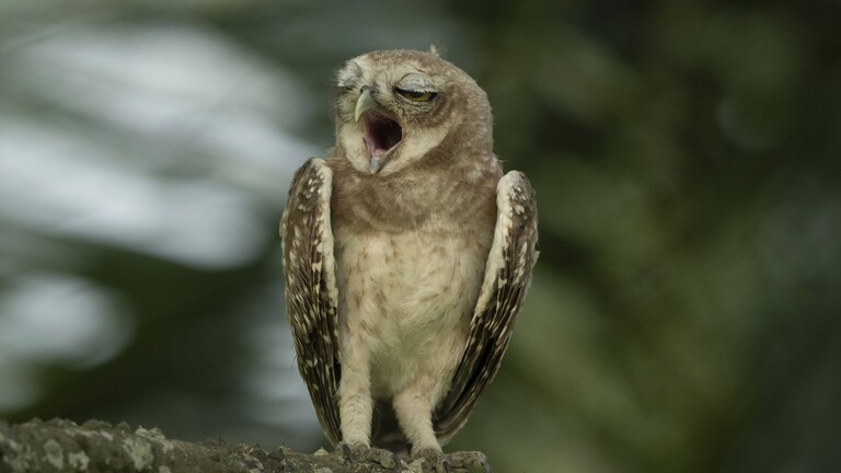 Eine gähnende Fleckeneule (Athene brama) saß auf einem Ast, Sreepur, Gazipur, Bangladesch