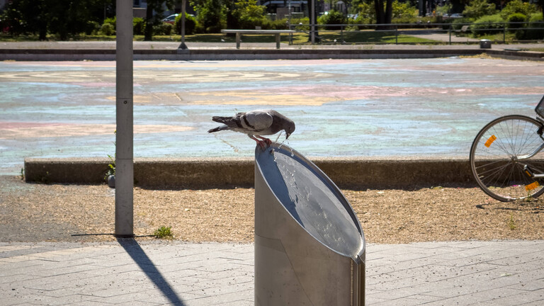 Eine Taube trinkt Wasser aus einem Edelstahl Trinkbrunnen auf einem sonnigen Platz in Düsseldorf