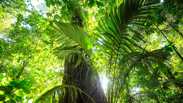 Regenwald Misty Rainforest in Costa Rica, Central America