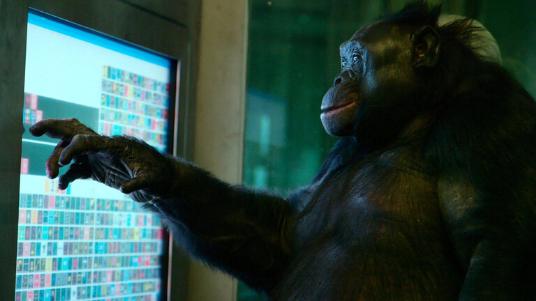 Bonobo Kanzi berührt mit einem Finger einen Bildschirm