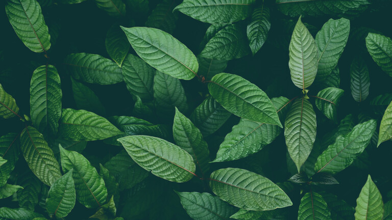 Daraus kann man eine Menge machen: Pillen zum Beispiel. Kratomblätter wachsen an einem Kratombaum.