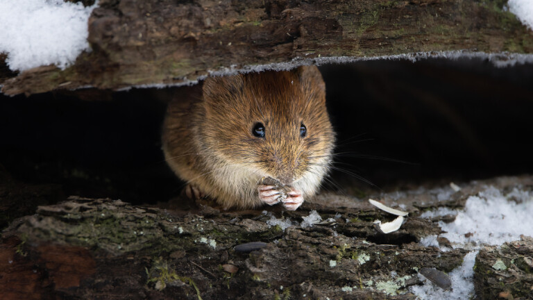 Eine Maus in ihrem winterlichen Versteck