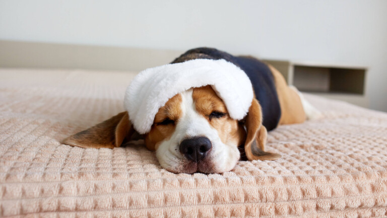 Sie sollten nicht einzeln gehalten werden: ein Beagle mit einer Schalfmaske