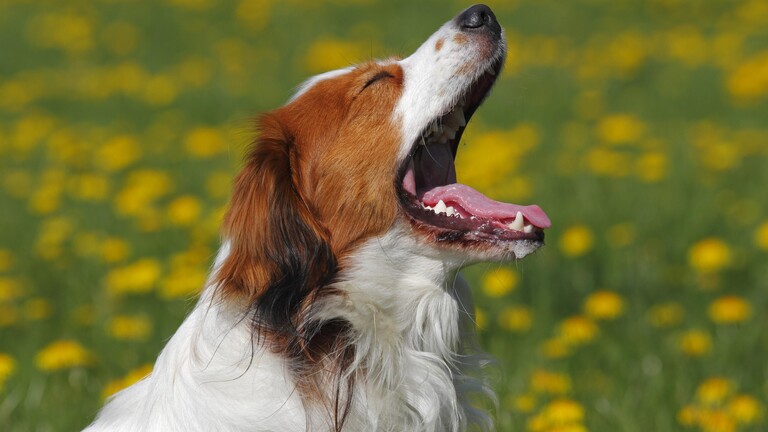 Ein gähnender Hund der Rasse Kooikerhondje