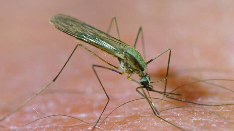 Fiebermuecke / Malariamuecke (Anopheles maculipennis), saugt Blut auf menschlicher Haut