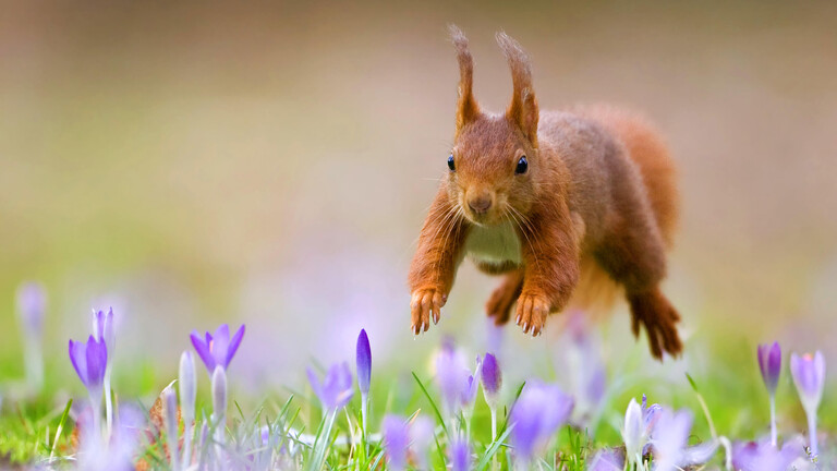 Europäisches Eichhörnchen (Sciurus vulgaris), springt über eine Krokus-Wiese