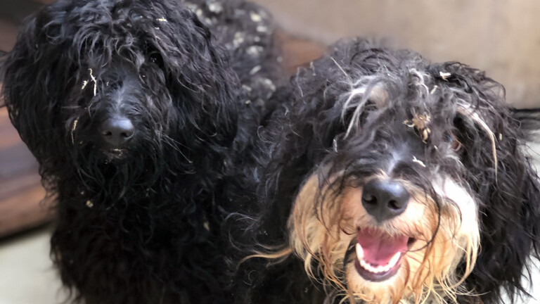 Verwahrloste Hunde aus einem Animal Hoarding-Fall
