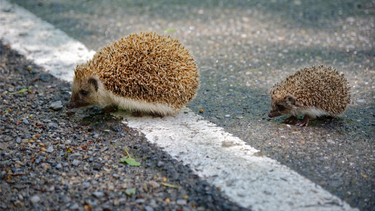 Zwei Igel gehen über eine Straße