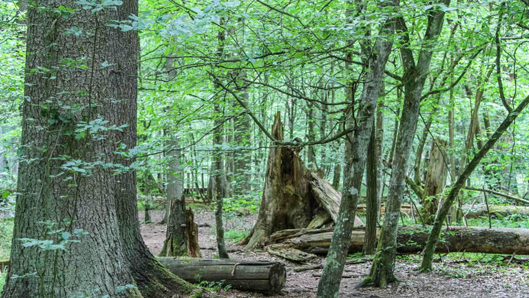 Der Białowieża-Urwald in Polen