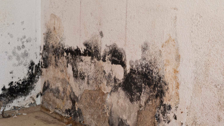 Schimmel an einer Wand in der Wohnung