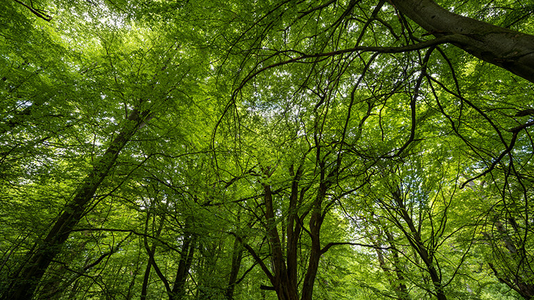 Alte Buchen (Fagus) im Urwald Sababurg Hofgeismar, Hessen, Deutschland