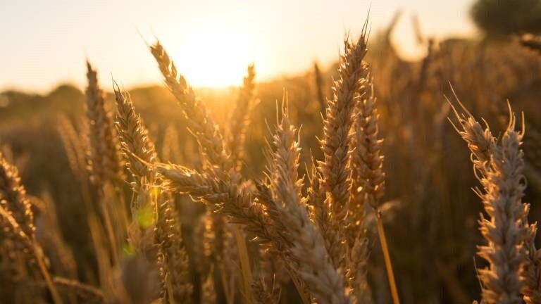 Weizenähren stehen auf einem Feld und werden vom Licht der aufgehenden Sonne angeleuchtet