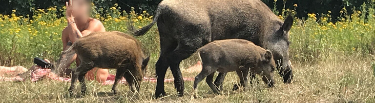 Ein Wildschwein mit seinem Nachwuchs läuft über die Badewiese am Teufelssee im Berliner Grunewald an einem Badegast vorbei.