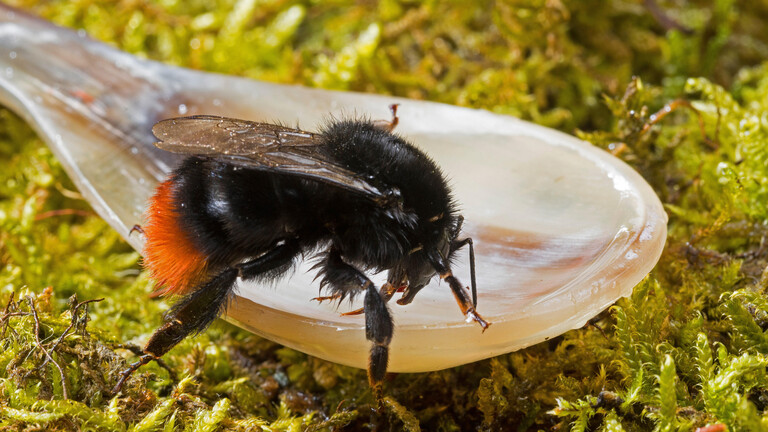 Hummelkönigin sitzt auf weißem Löffel.