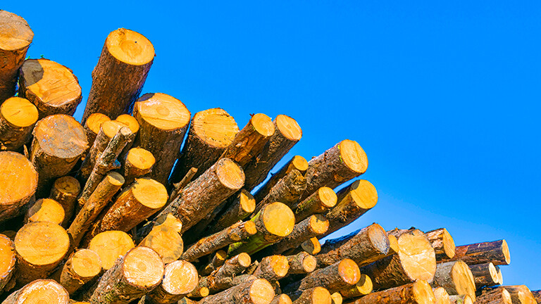 Stapel von Baumstämme, dahinter blauer Himmel