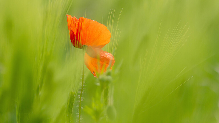 Eine rote Mohnblume steht einem Weizenfeld, das noch grün ist. Der Wind bewegt die Pflanzen.