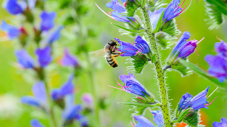 Eine Waldbiene sammelt Nektar aus einer blauen Blüte auf einer Wiese. Mehrere blaue Blumen stehen dicht beisammen.