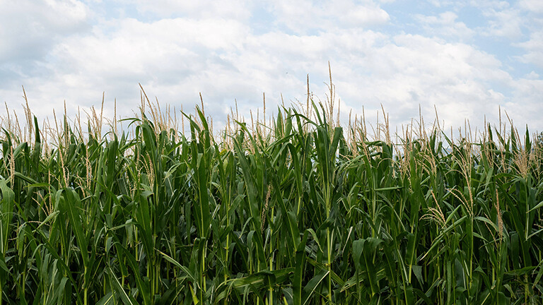 Ein grünes Maisfeld, darüber ein blauer Wolkenhimmel.