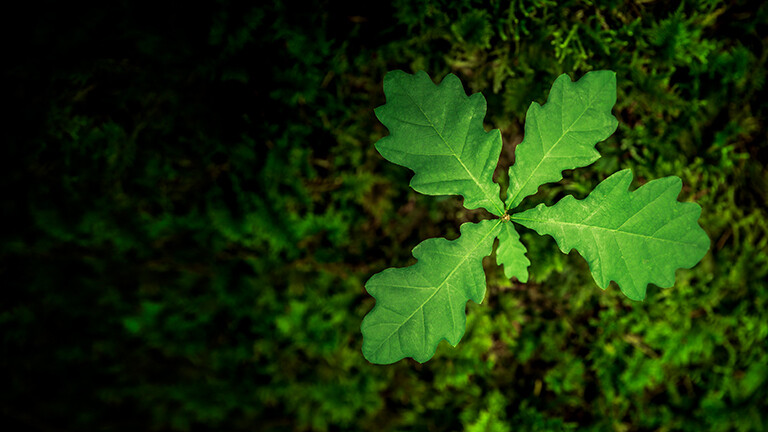 Eine junge Eichenpflanze auf moosigem Waldboden.