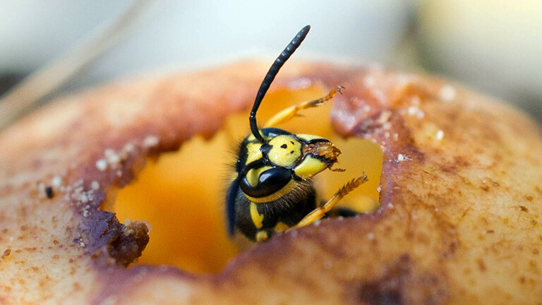 Eine deutsche Wespe sitzt in einem Loch in einer Birne und blickt heraus.