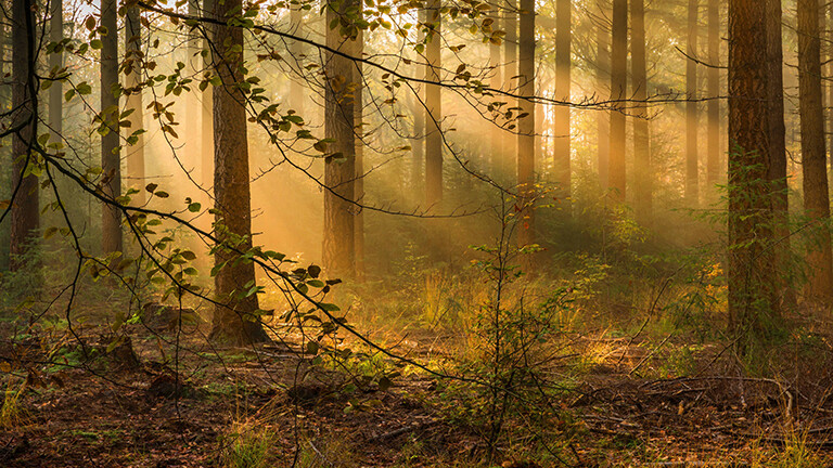 Im Wald fällt Sonnenlicht durch die Bäume. Es wirkt sehr friedlich.
