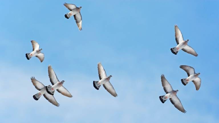 Fliegende Hohltauben