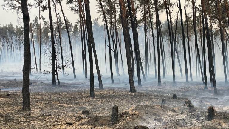 Abgebrannter Wald an der Landesgrenze von Brandenburg und Sachsen (2022)